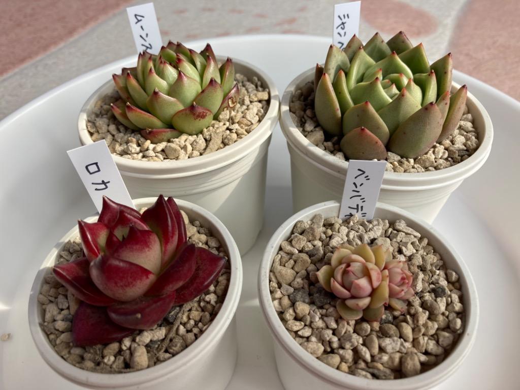 韓国苗 多肉植物 エケベリア 15品種 土付き 15苗セット 【SS29