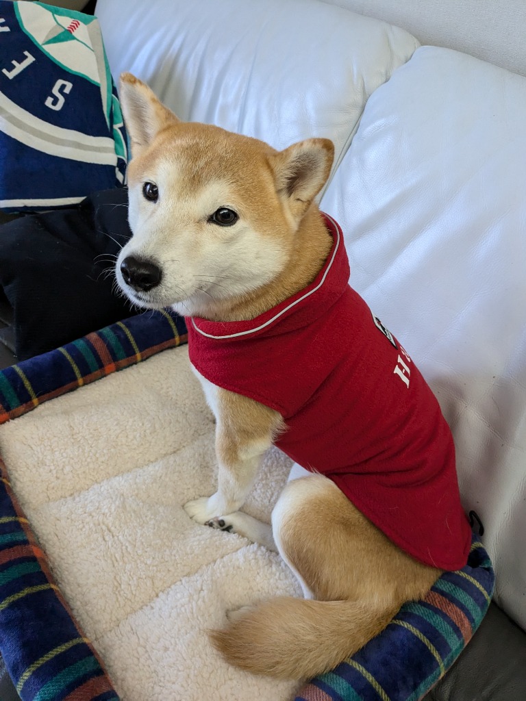 レビュー画像