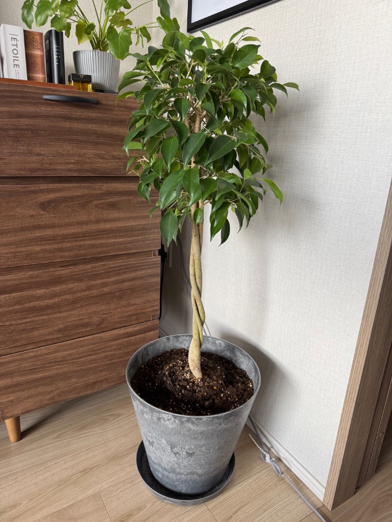 全体のレビュー画像 | 3-1