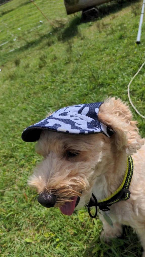 犬 帽子 猫 キャップ ペット 服 犬の帽子 :h0159:セブンブリッジ 通販 