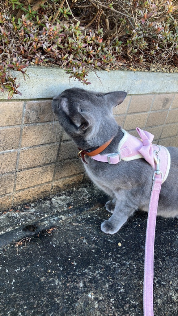 猫 犬 ハーネス リード ペット 服 リボン フラワー ウェア