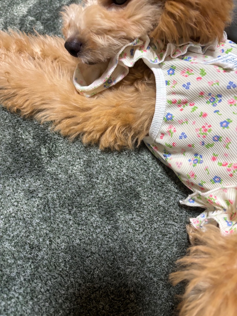 犬 猫 服 犬服 ワンピース 花柄 フリル ハーネス Dカン付 キャミソール