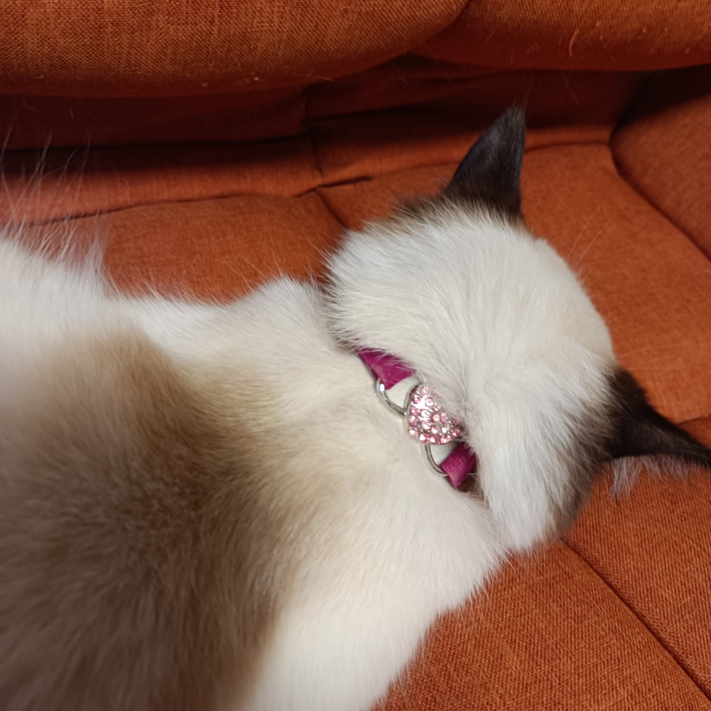 猫 ネコ 犬 首輪 鈴付き 8色 カワイイ 子猫 キラキラ クリスタル