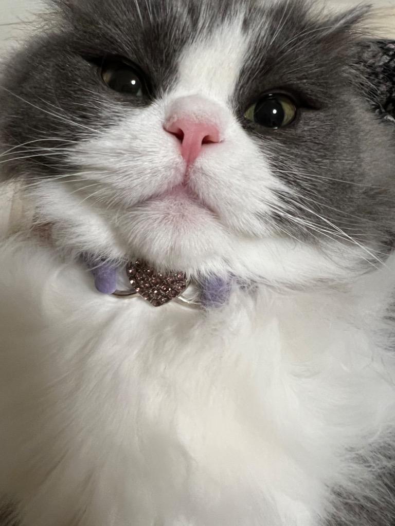 * vintage cat ❀ チリンとなる鈴と一緒 かわいいネコちゃん 価格の安いお手頃価格のキュートな猫ちゃん大集合 / ペット