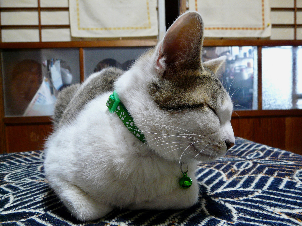猫 ネコ 犬 首輪 鈴付き 肉球柄 19色 カワイイ 子猫 かわいい 子犬 