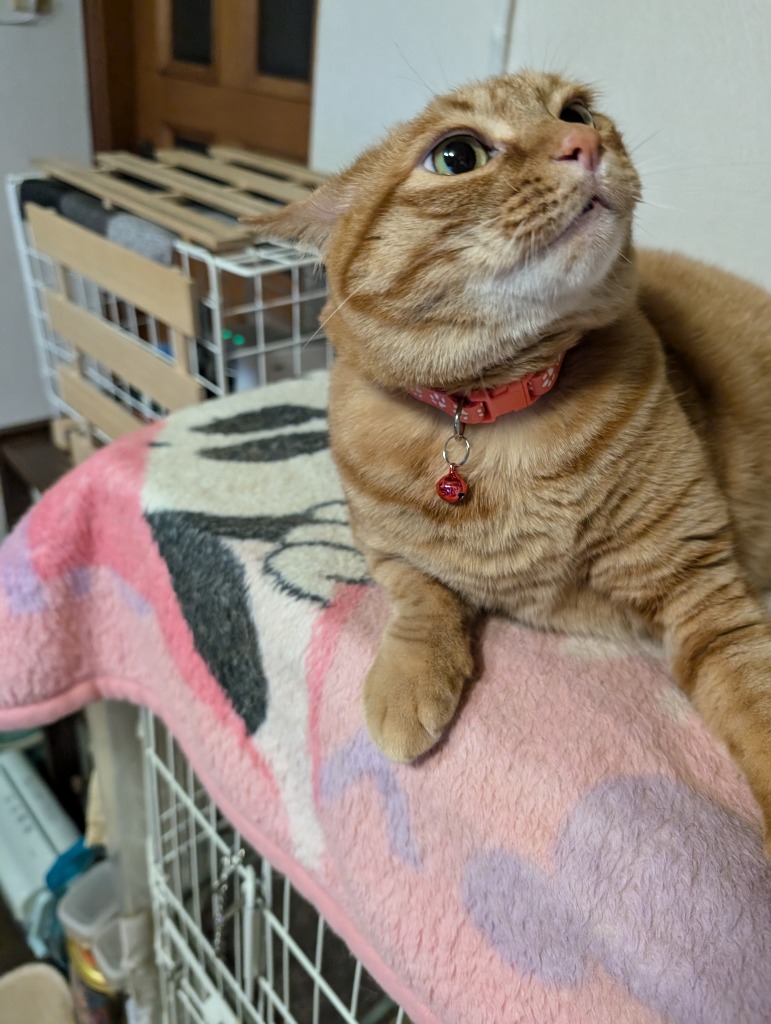 猫 ネコ 犬 首輪 鈴付き 肉球柄 19色 カワイイ 子猫 かわいい