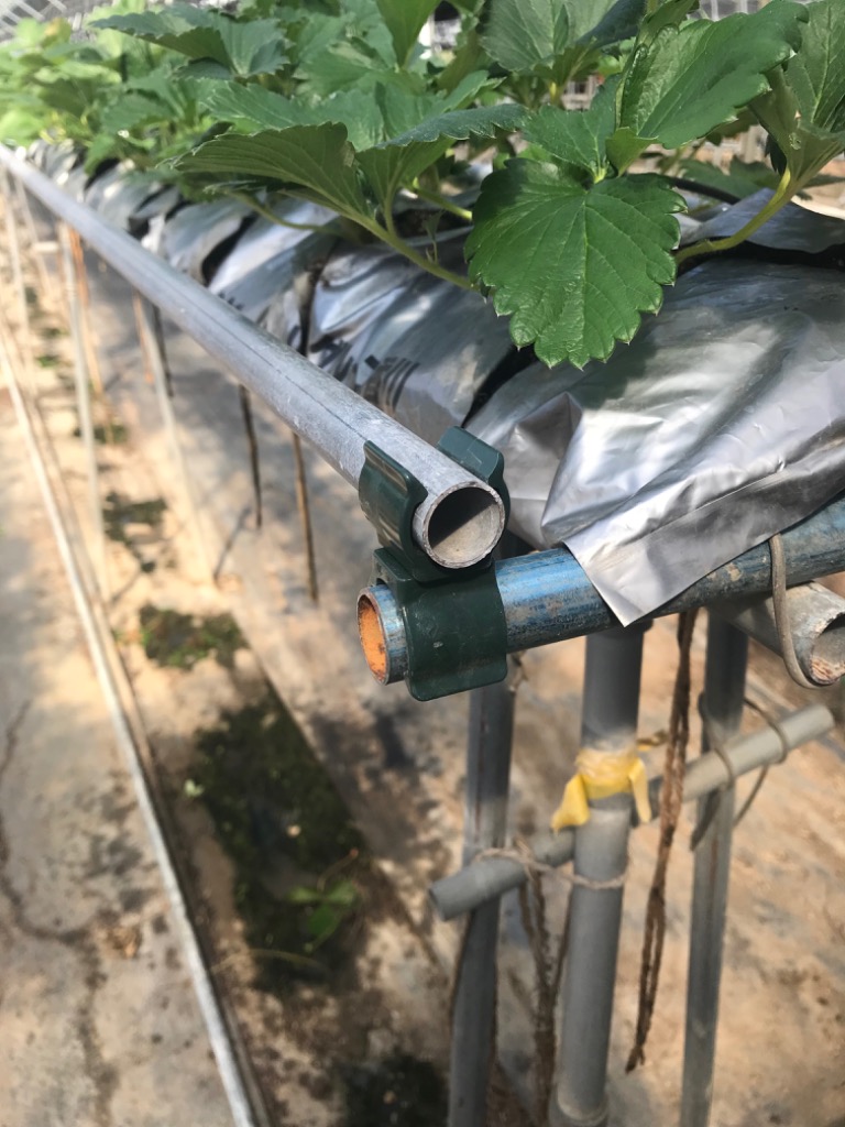 S.fields.inc正規直営店 支柱クリップ 誘引クリップ 50個入 直交