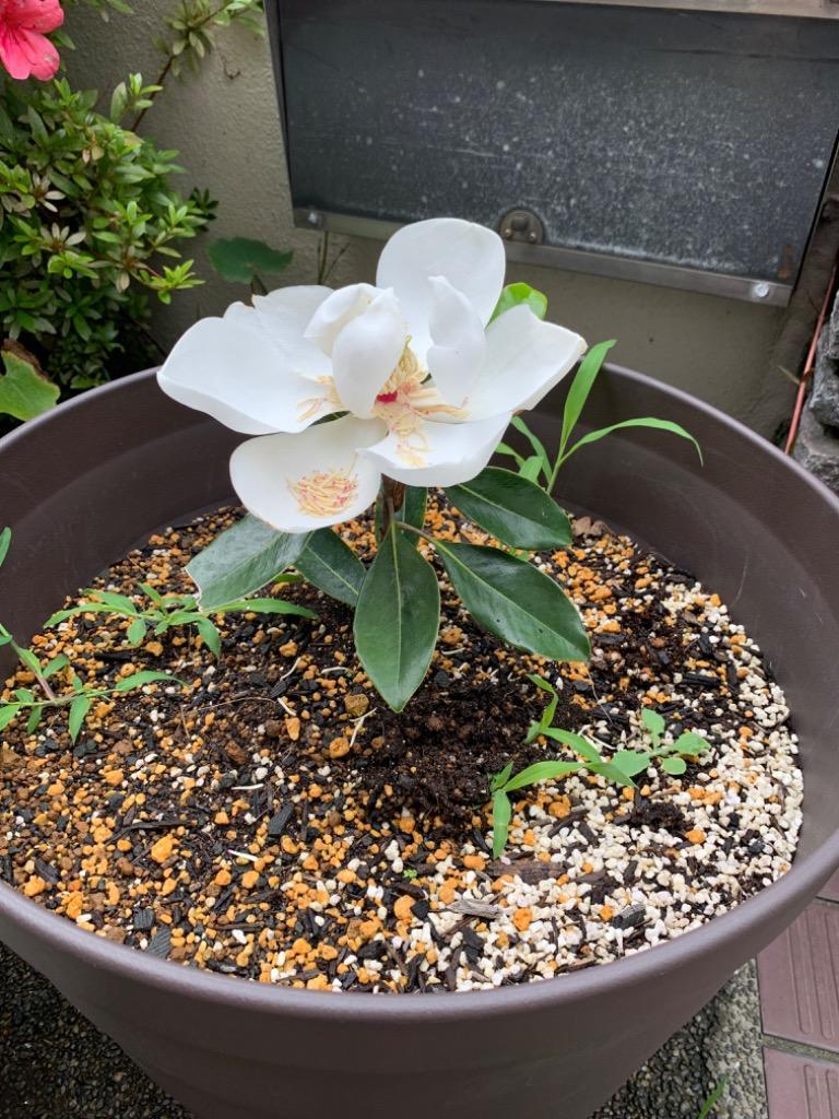 タイサンボク リトルジェム 3.5号ポット 挿し木苗 苗木 : エス