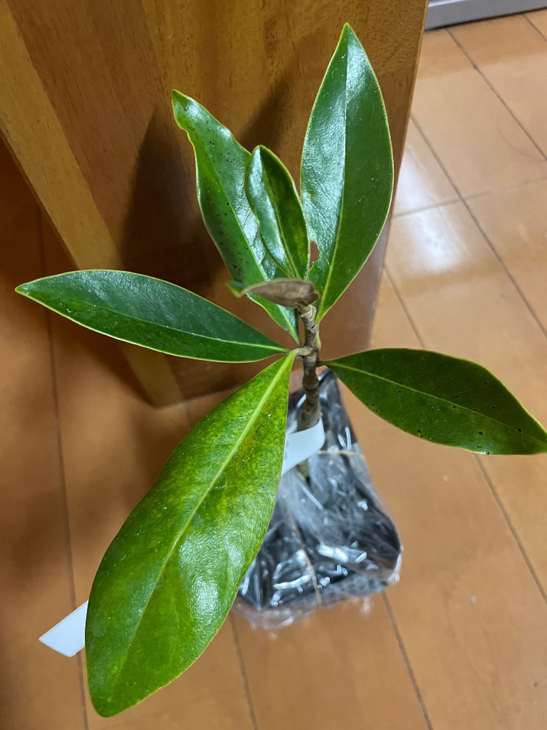 タイサンボク リトルジェム 3.5号ポット 挿し木苗 苗木 : エスフルール