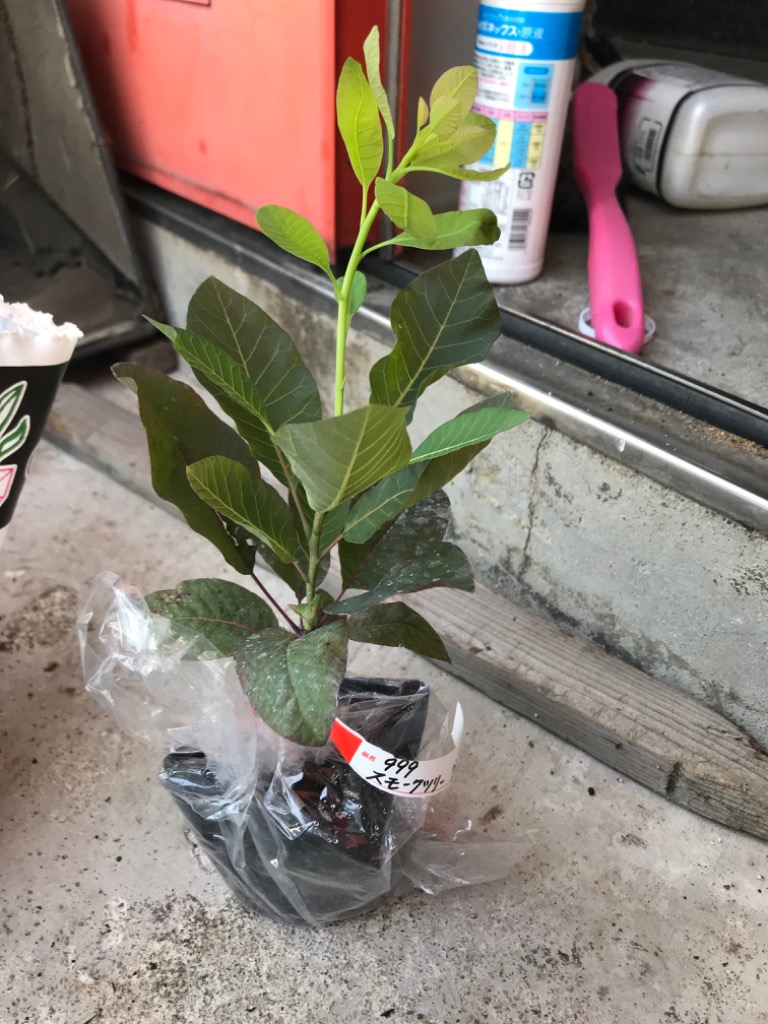 1件目のレビュー画像 | 0