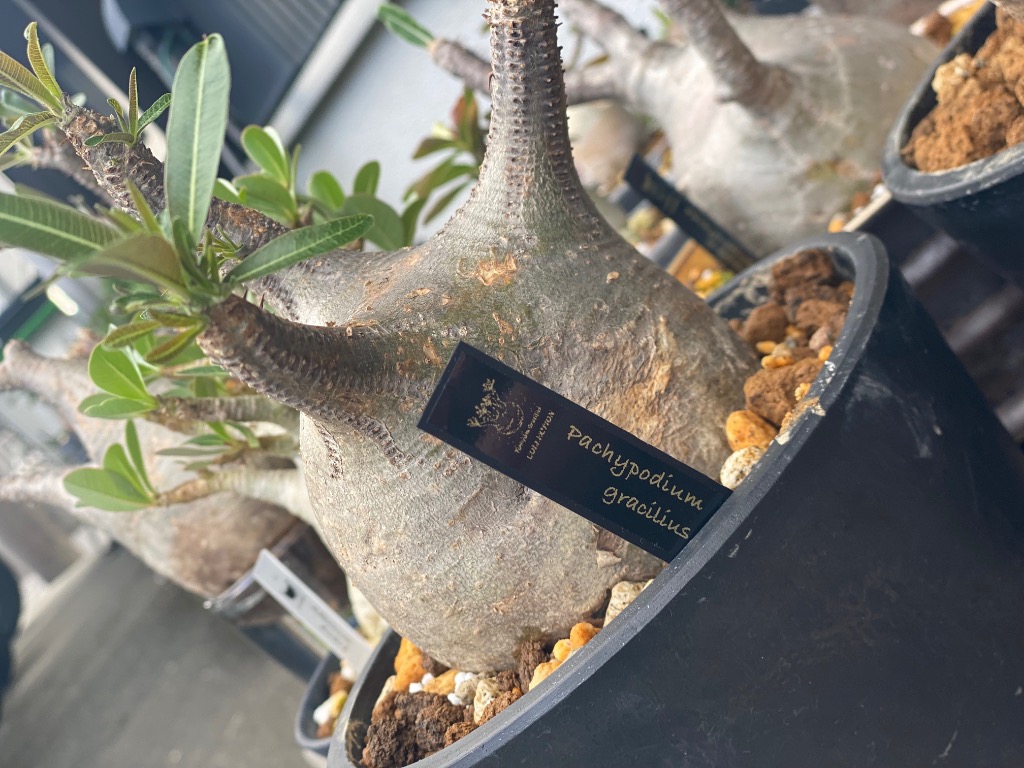 1件目のレビュー画像 | 0