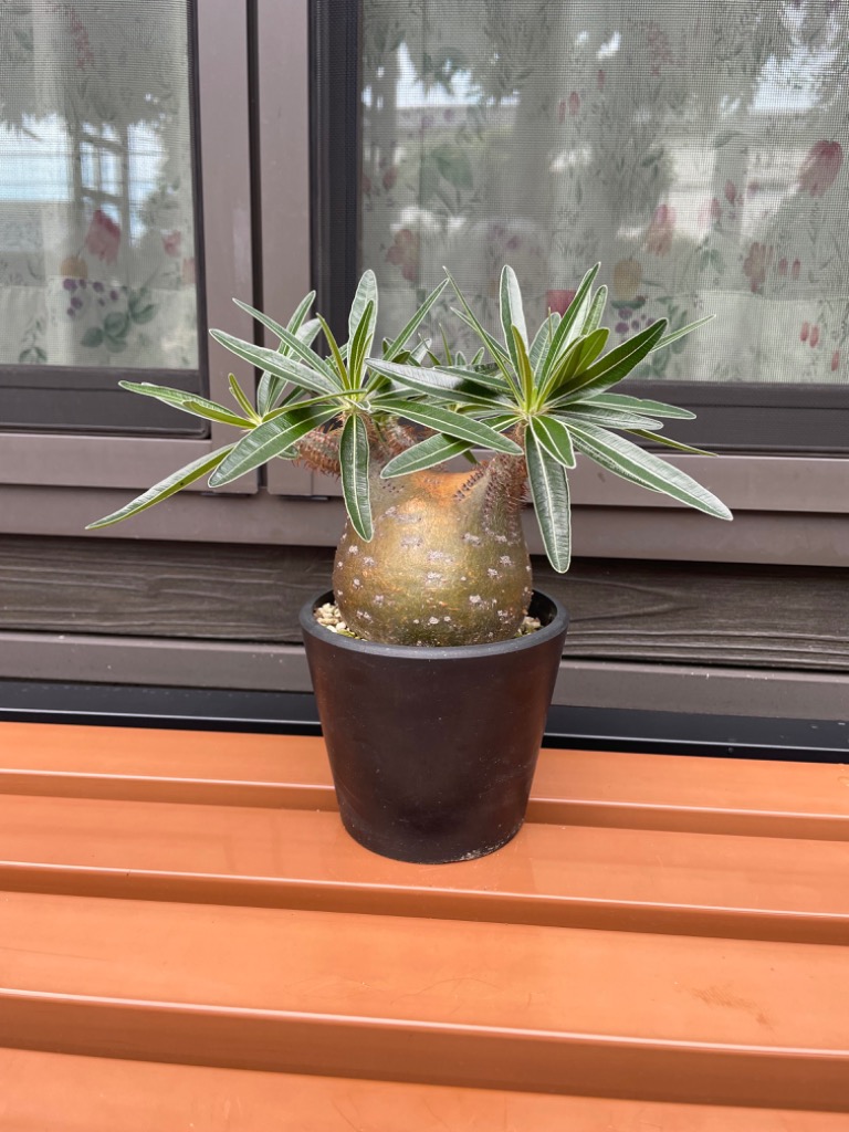 【新作】4号鉢 5点セット Matte Black 作家鉢 台座付き 特典あり Adv-stage-S (100×100) 台座 受け皿 Adv鉢 【BASEショップ限定】 | Adv