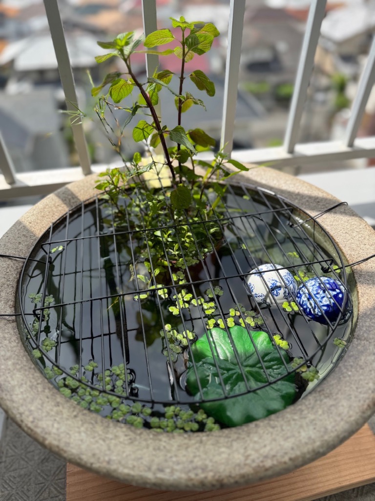 信楽焼 睡蓮鉢 メダカ鉢 おしゃれ めだか鉢 陶器 水鉢