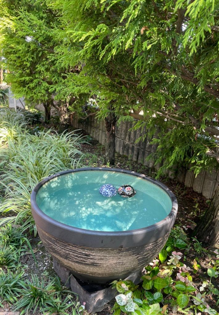 信楽焼 睡蓮鉢 メダカ鉢 おしゃれ めだか鉢 陶器 水鉢 ビオトープ