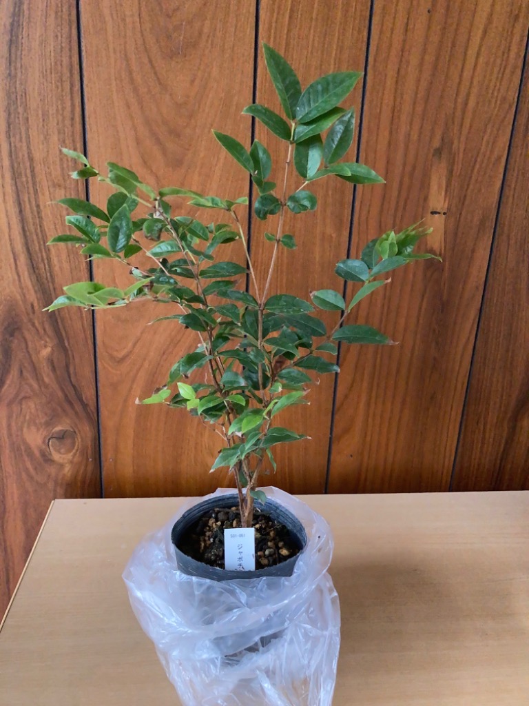 果樹苗】ジャボチカバ 苗木 中葉系 3号（9cm）ポット植え : 四国