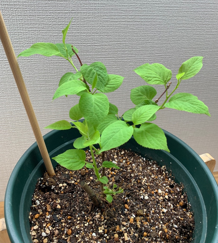 マタタビ　挿し木苗　チビ苗ポットごと　２本入り× 35＋おまけ5セット￼ マタタビ 挿し木苗 チビ苗ポットごと 2本入り× 35＋おまけ5セット￼