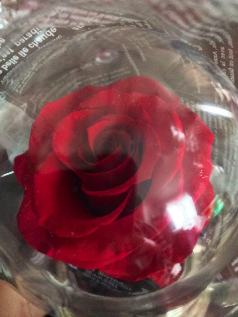 プリザーブドフラワー 美女と野獣 プレゼント 一本薔薇 ガラスドーム 