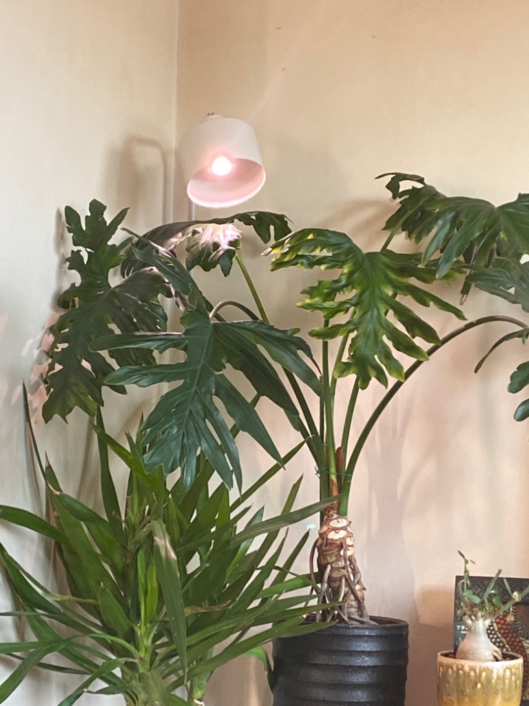 BARREL 植物育成LED E17 PLANTLIGHT SUN-5W-W Amazon.co.jp: 【植物育成LED E17 PLANTLIGHT SUN-5W-W】 : DIY