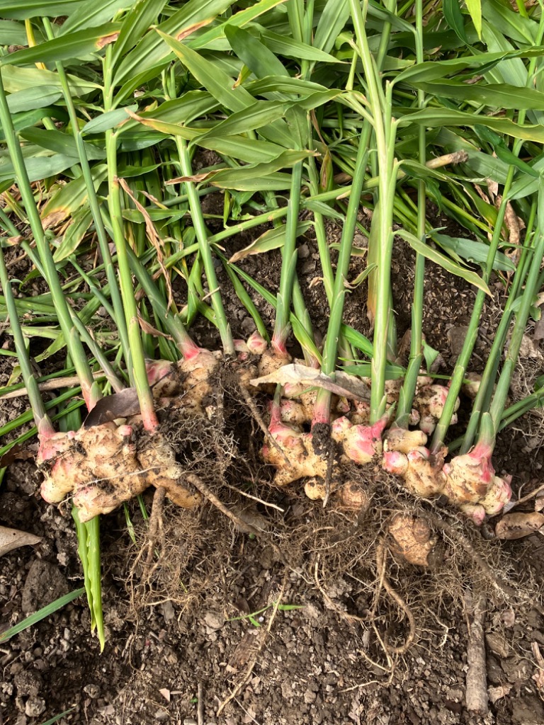 種生姜 タイ産完熟種生姜 (近江生姜白)10kg : 生姜工房 - 通販 種生姜 タイ産完熟種生姜 (近江生姜白)10kg : 生姜工房 - 通販