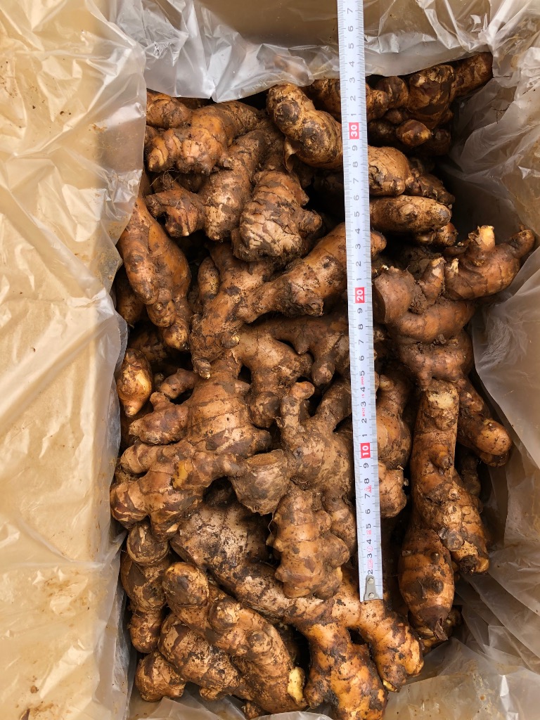 種生姜 タイ産完熟種生姜 (近江生姜白)10kg : 生姜工房 - 通販 種生姜 タイ産完熟種生姜 (近江生姜白)10kg : 生姜工房 - 通販