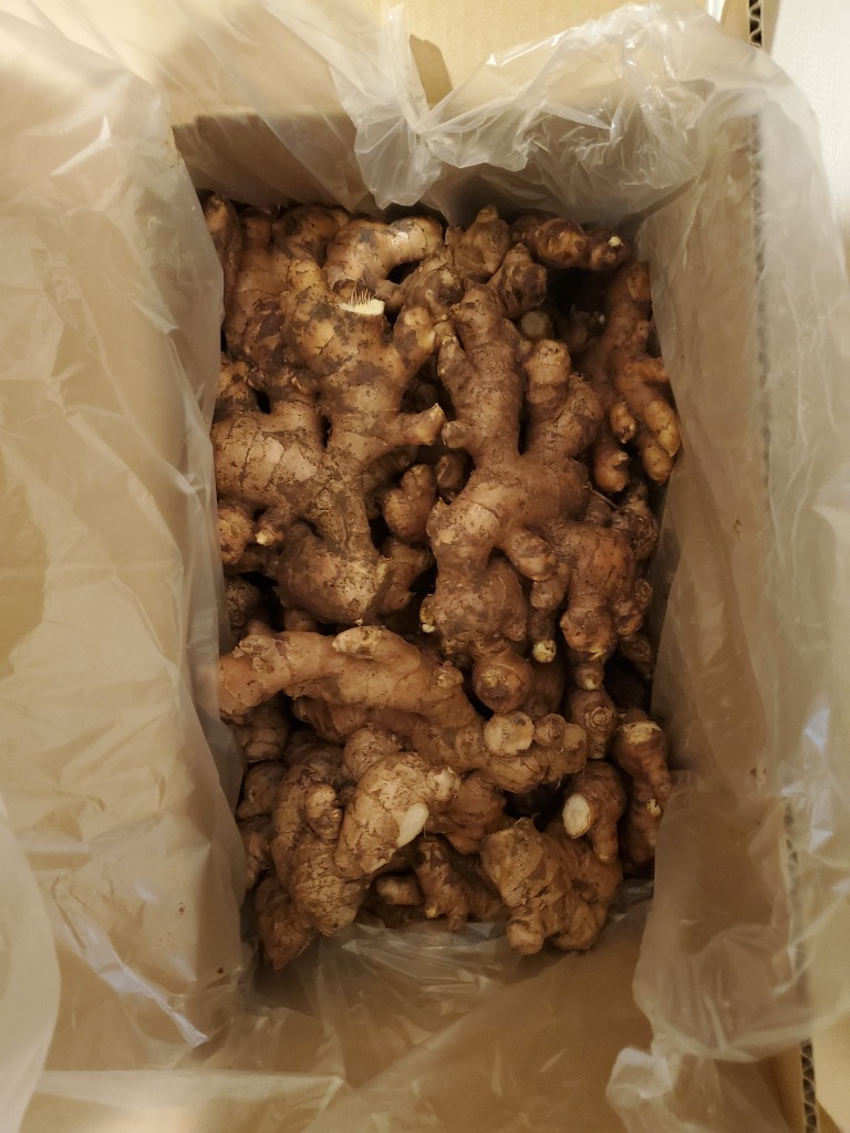 種生姜 タイ産完熟種生姜 (近江生姜白)10kg : 生姜工房 - 通販 種生姜 タイ産完熟種生姜 (近江生姜白)10kg : 生姜工房 - 通販
