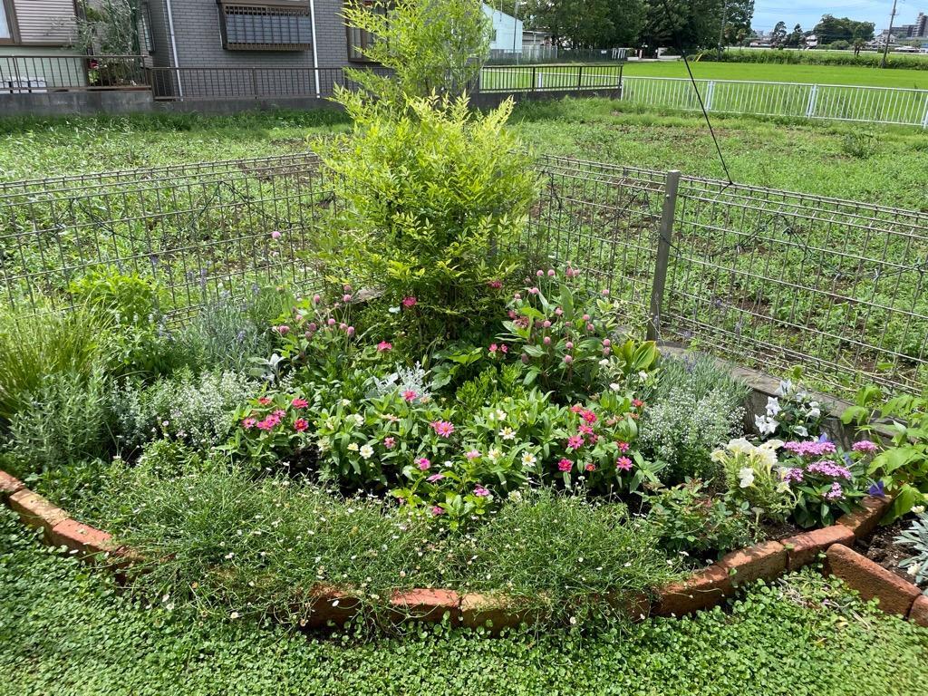 エリゲロン 苗 スパニッシュデージー 源平小菊 3 5号ポット 花苗 グランドカバー 宿根草 多年草 お花処 昌山園 通販 Yahoo ショッピング