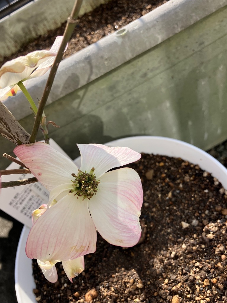 正規品　4号鉢　接木苗　2苗おまとめ 花水木 4.5号 赤花 苗木 接ぎ木苗 ハナミズキ 春の花木 250327