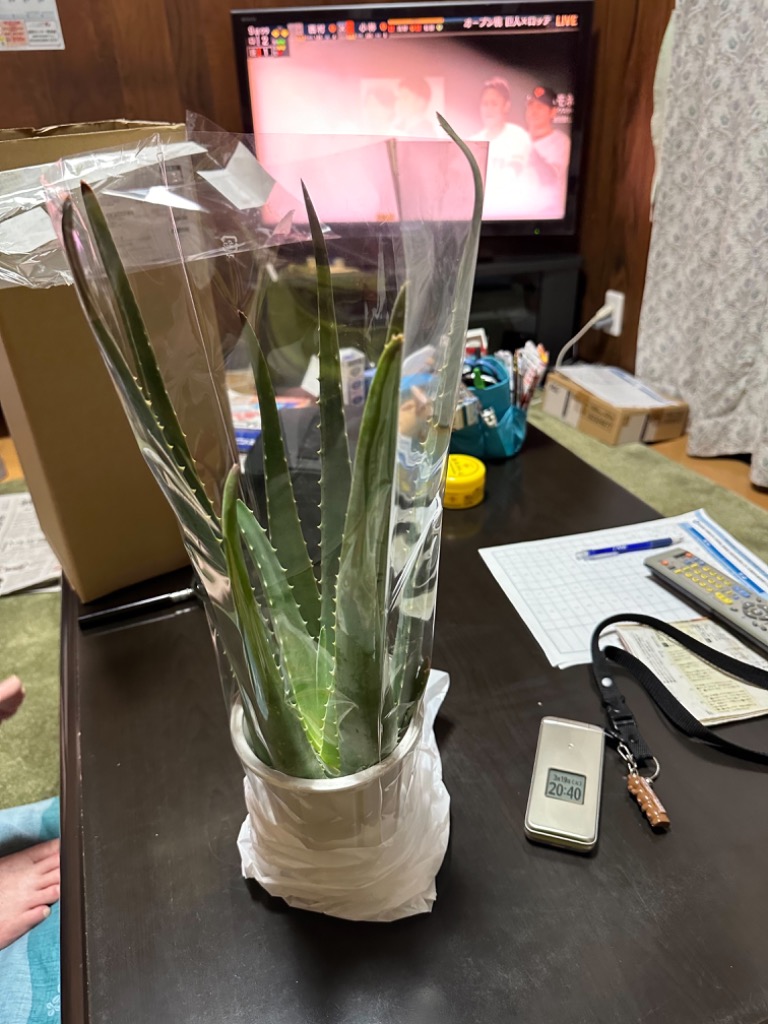 アロエ ベラ 苗 充実大株 6号鉢 1鉢 鉢植え 多肉植物 観葉植物 251011