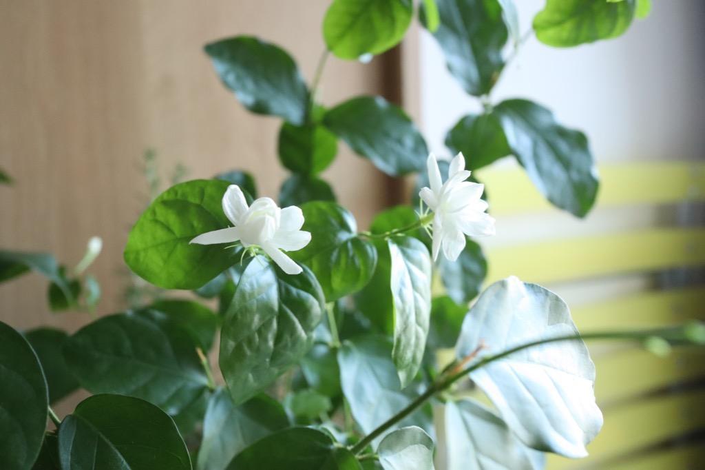 ジャスミン マツリカ 八重咲き バラ咲き 4号鉢 香りの花 白花 苗
