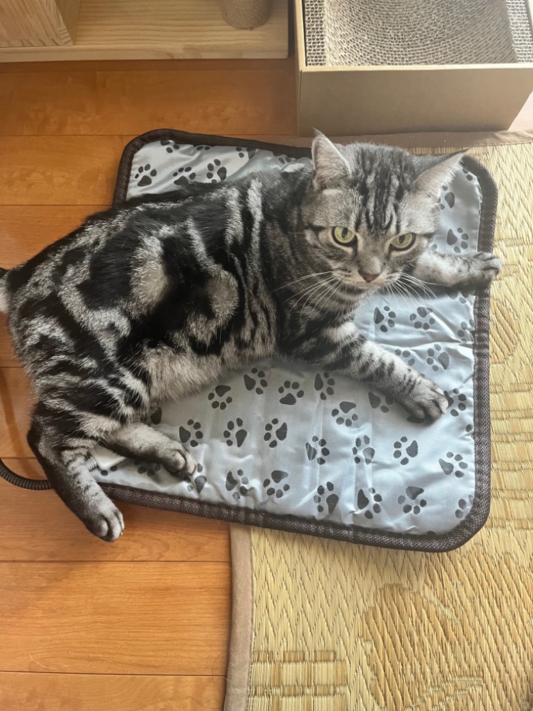 レビュー画像