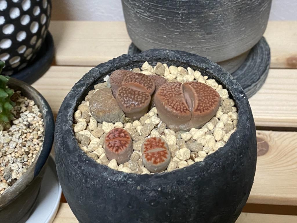 リトープス専用の土 微塵抜いてます/0.9リットル×3袋 培養土 多肉植物 1袋360円  :lithops-soil3-slowdance:スローダンス Yahoo!店 - 通販 - Yahoo!ショッピング