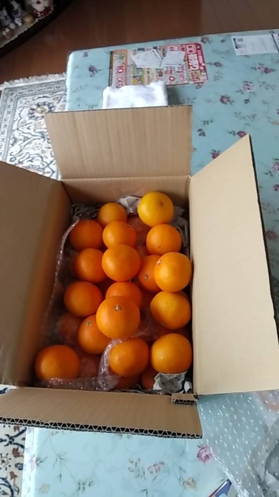 ⭐︎ま⭐︎つ⭐︎ま⭐︎つ⭐︎ま⭐︎つ⭐︎様 秀品