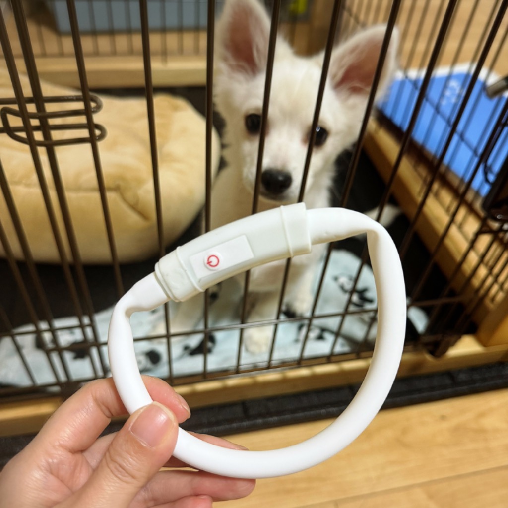 レビュー画像