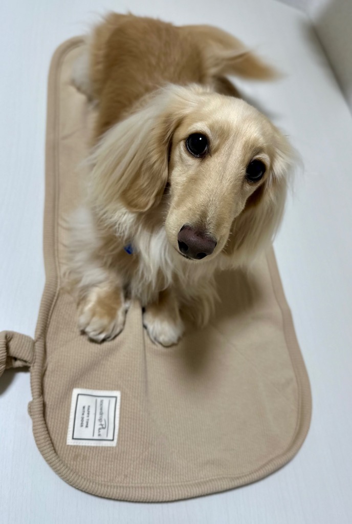 カフェマット  お昼寝マット ペットマット 楽天市場】グンゼ 犬用マット 46×56cm カフェマット すべり止め