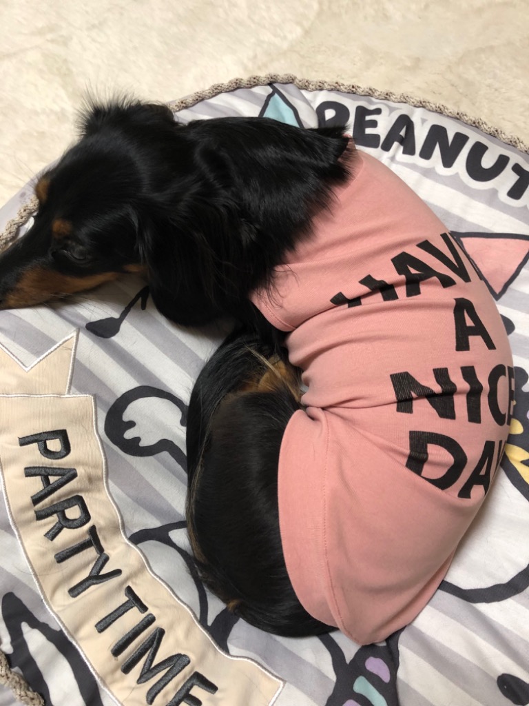 nodress シャツ　犬　トップス 楽天市場】【犬 服 Tシャツ】ショート丈鎌倉ボーダー's 鎌倉DOG