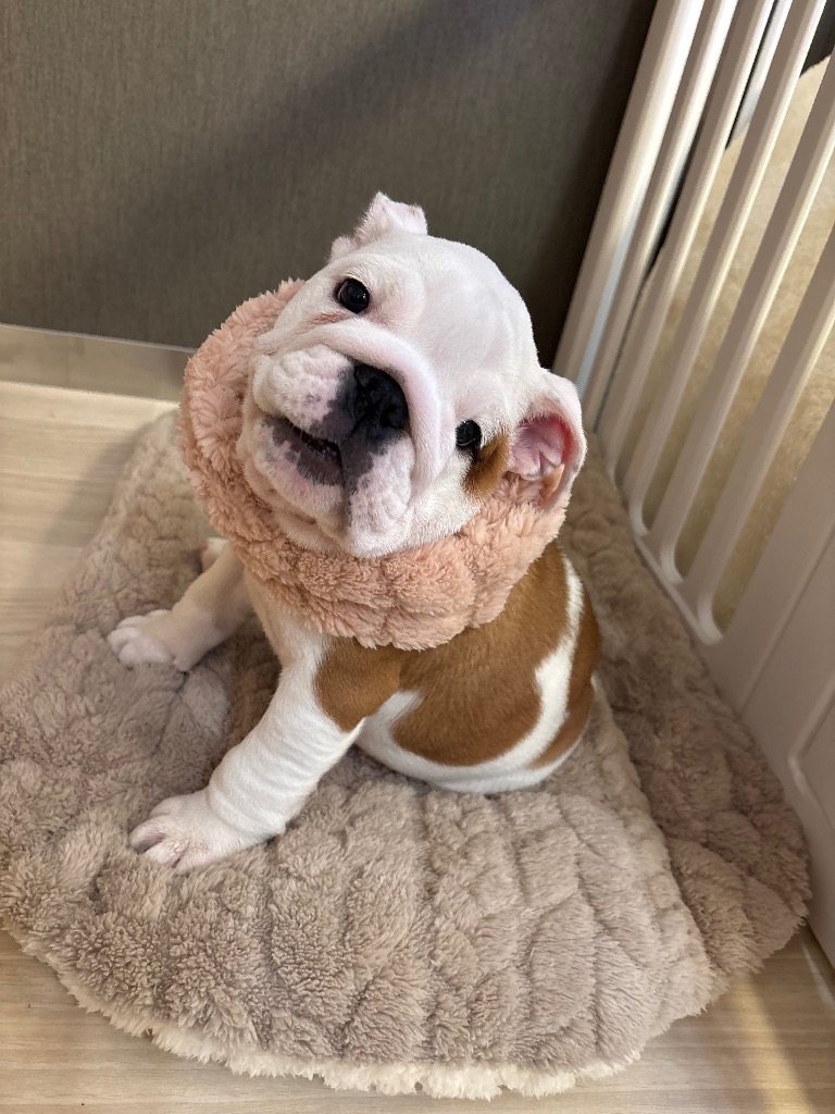 全体のレビュー画像 | 1-0