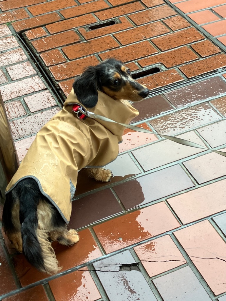 レインコート ダックスサイズ 犬用 雨具 カッパ 防水 泥はね 犬服