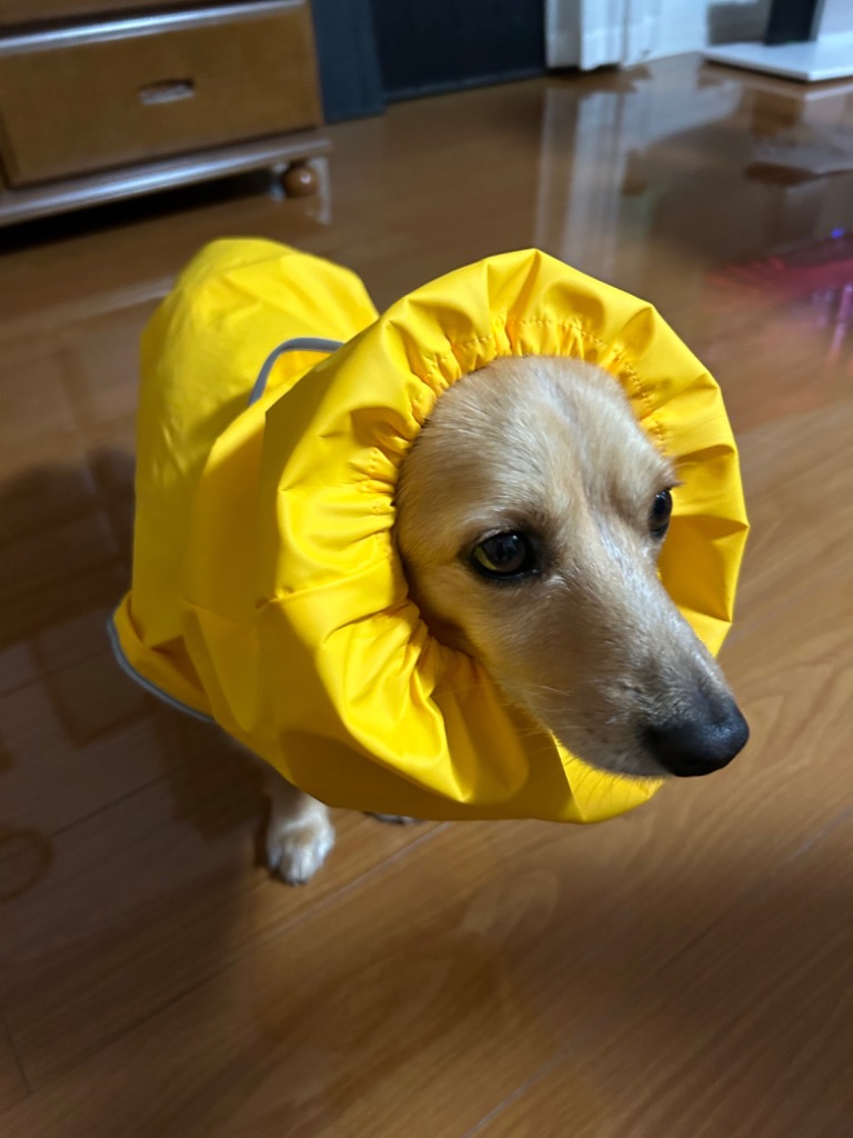 レビュー画像