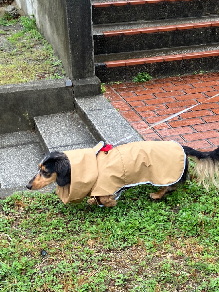 レインコート ダックスサイズ 犬用 雨具 カッパ 防水 泥はね 犬服