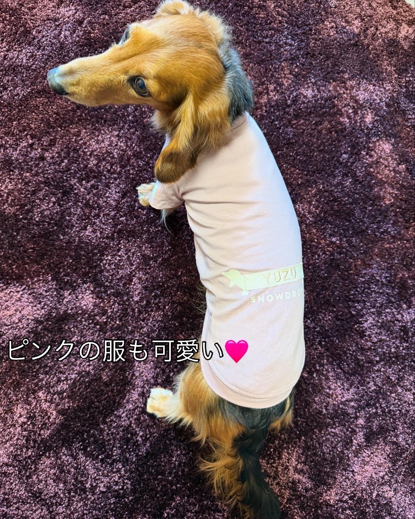 ダックスです ダックスフレンチTシャツ ダックス 名入れ 刺繍 犬 服 着せ