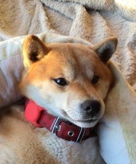 4件目のレビュー画像 | 0