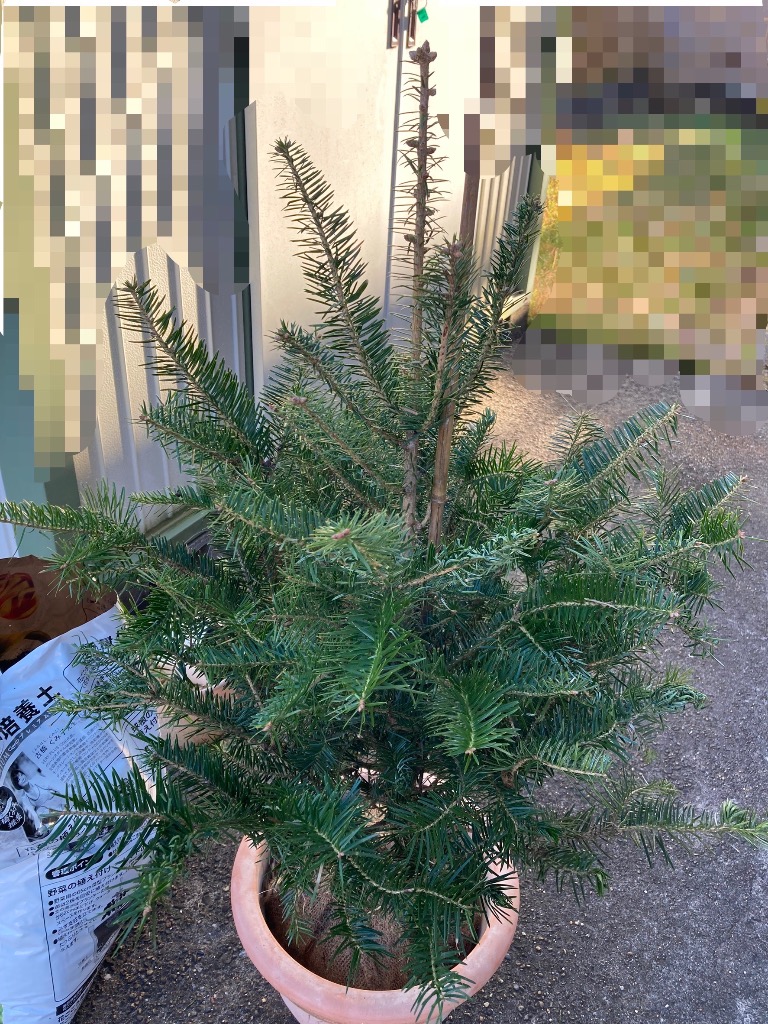 もみの木 (ウラジロモミ) 樹高70〜80cm前後 (根鉢含まず) 単品 本物の