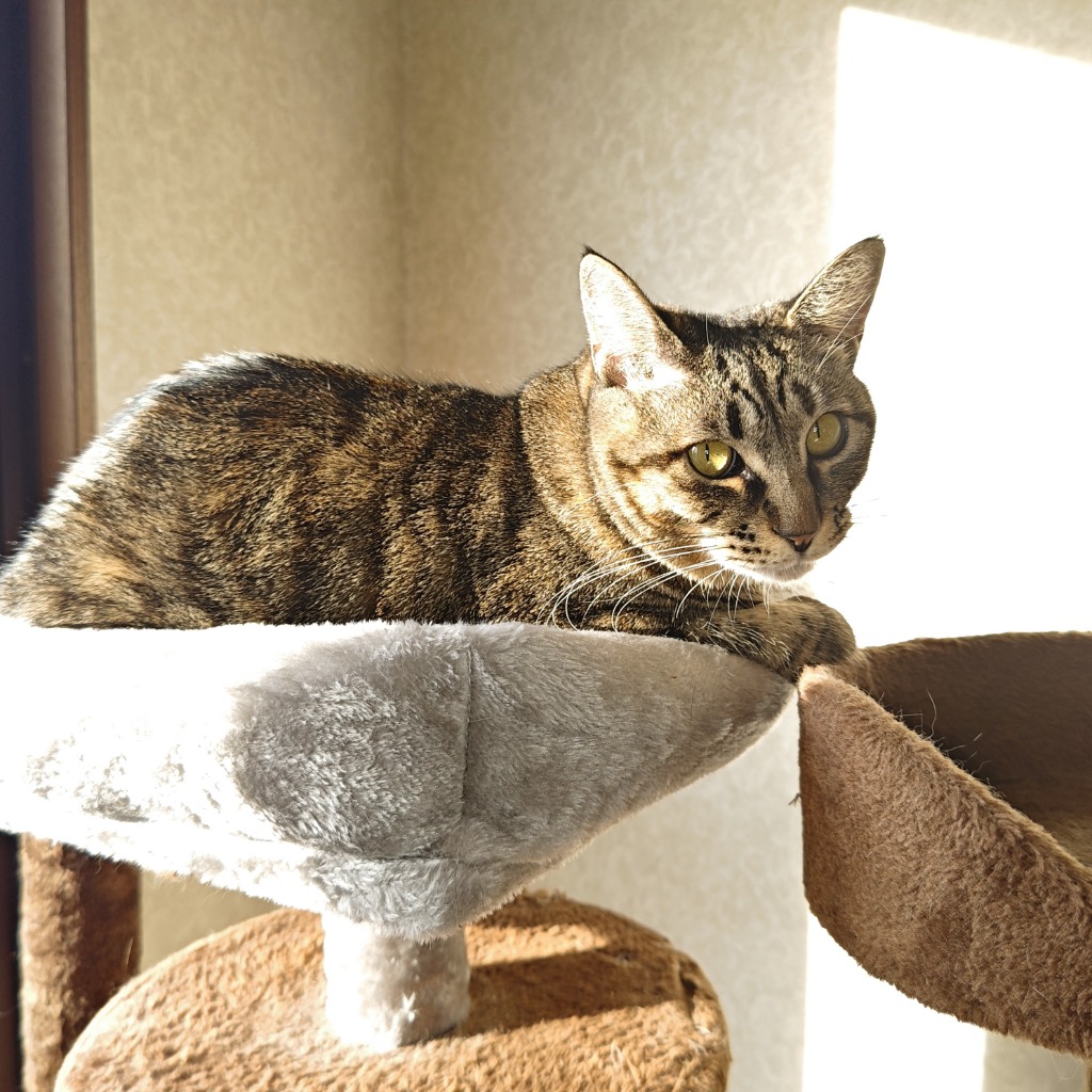 FEANDREA キャットタワー 子猫やシニア猫にお勧め 省スペース 爪