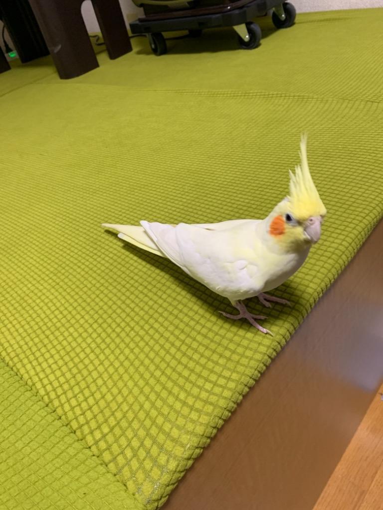 レビュー画像