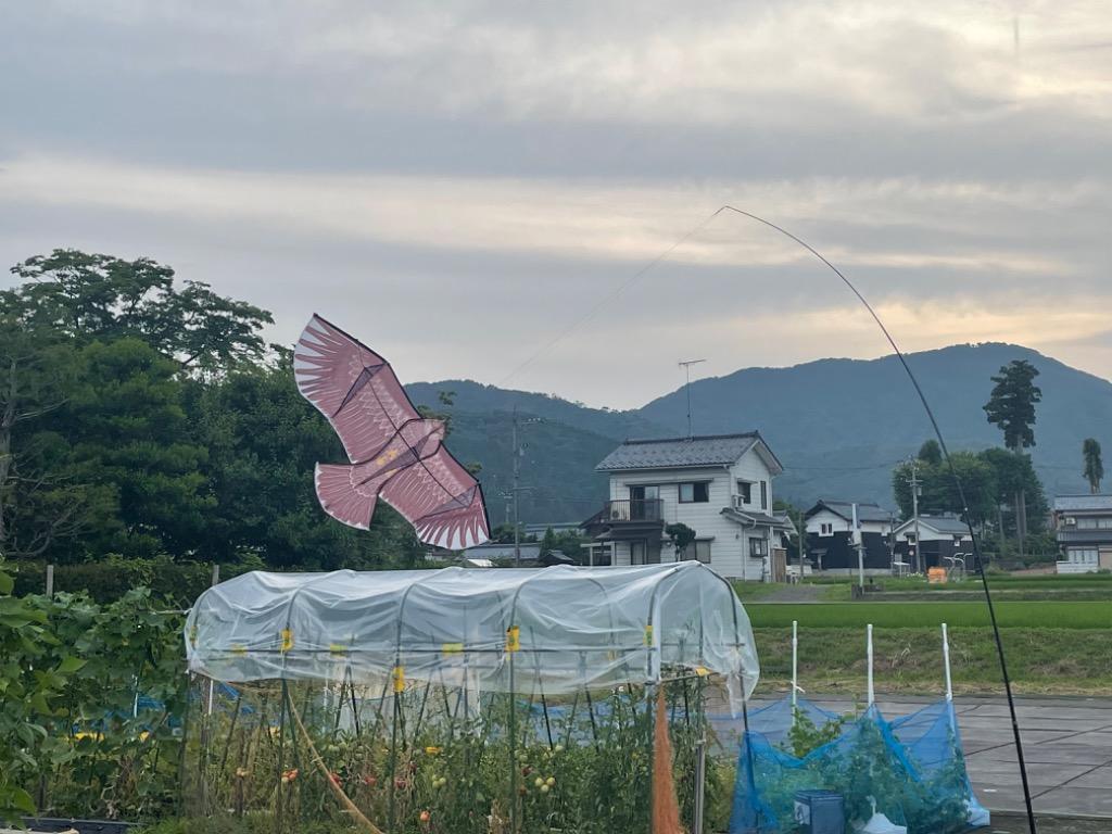 愛農 鳥よけ グッズ 鳥追いカイト鷹 鳥よけ対策 スズメ カラス 撃退 防鳥ネット 防鳥網 防鳥糸 防鳥テープのレビュー・口コミ -  Yahoo!ショッピング - PayPayポイントがもらえる！ネット通販