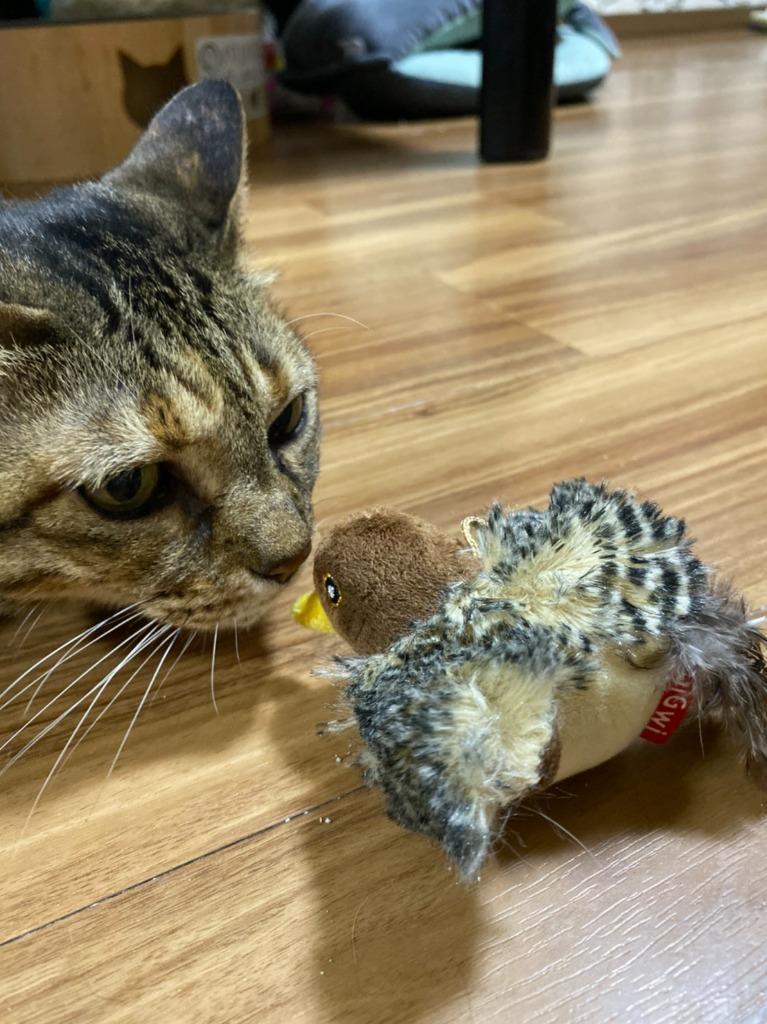 Rakuten 猫 おもちゃ 鳥動く 電動 鳴く猫用 鳴き声 ネコ 猫のおもちゃ