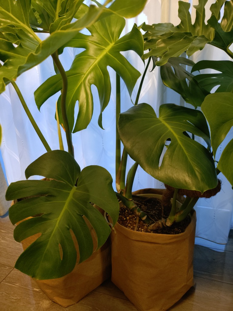 全体のレビュー画像 | 0-0