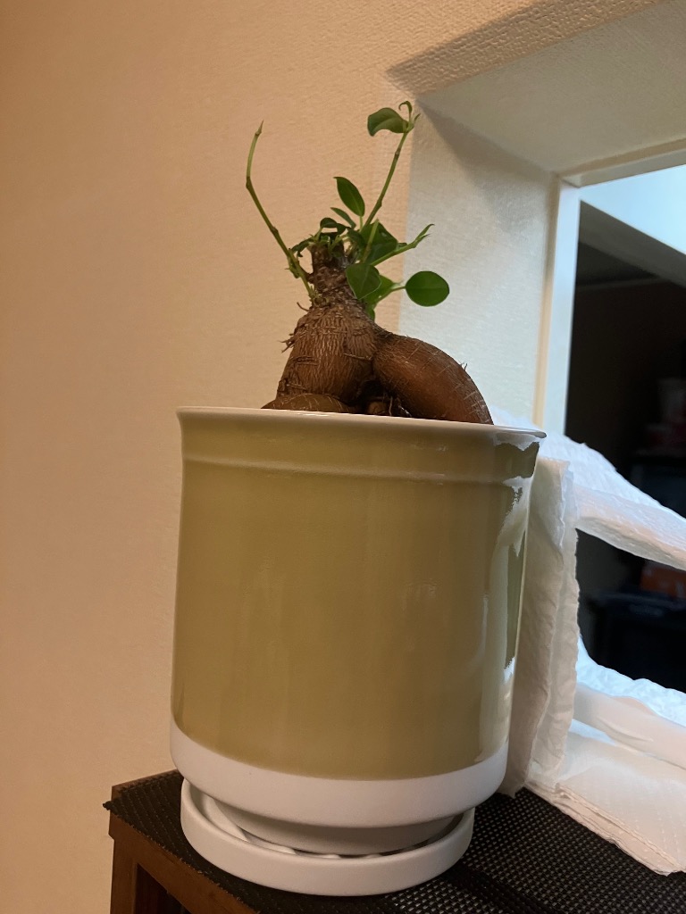 1件目のレビュー画像 | 0