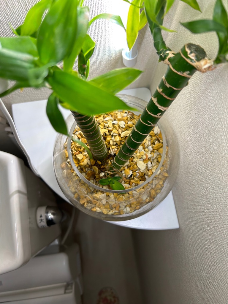 1件目のレビュー画像 | 1