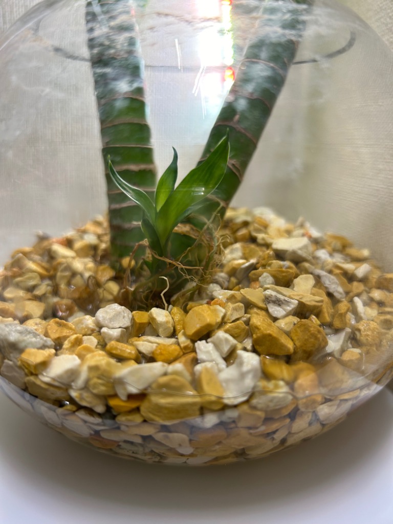 1件目のレビュー画像 | 2